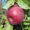 Liberty Apple