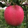 'Maslin' Cripps Pink 101619