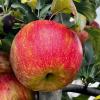 honeycrisp091123