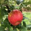 Premier Honeycrisp