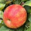 premierhoneycrisp082322