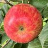 premierhoneycrisp082922