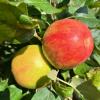 premierhoneycrisp081522