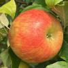 premierhoneycrisp081524