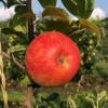 Premier Honeycrisp