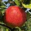 premierhoneycrisp081621