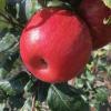 premierhoneycrisp082217