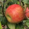 premierhoneycrisp082321