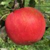 Premier Honeycrisp on 08/24/20