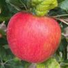 premierhoneycrisp082624