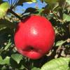 royalredhoneycrisp091316