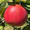 royalredhoneycrisp090324