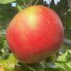 royalredhoneycrisp082624