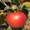 rrhoneycrisp091321