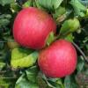 Royal Red Honeycrisp