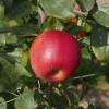 Royal Red Honeycrisp