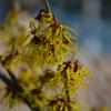 witch hazel