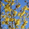 Witch hazel