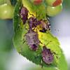 BMSB Aggregation on Crab Apple Leaf