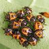 BMSB First Instar