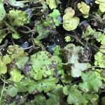 Foliar nematode symptoms on Heuchera (A. Madeiras).