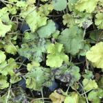 Foliar nematode symptoms on Heuchera (A. Madeiras).