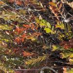 Affected uprights on the bog