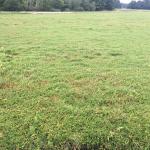 cranberry bog Upright dieback