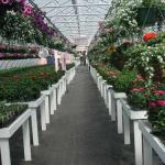 Fiber cloth used to prevent weeds in greenhouse