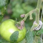 Botrytis Spores (Fungi) on Greenhouse Tomato (Leanne Pundt, UConn)