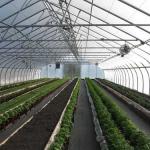 Herbs growing in ground beds and containers. (photo: Tina Smith, UMass Extension)