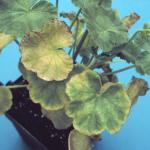 Fe/Mn Toxicity on Geraniums (photo: Douglas Cox, UMass)