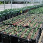 Cut flowers growing in crates with drip tape, being irrigated with water from a private well. (photo: Tina Smith, UMass Ext)