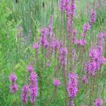 Purple loosestrife