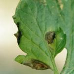 Early blight on tomato. Note the concentric rings in the lesion - this ‘target spot’ appear ance is characteristic of this disease.