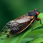 Periodical cicada adult