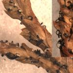 Black, tendril-like spore masses produced by Pestalotiopisis on infected arborvitae needles.