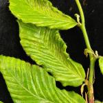 Distorted and thickened leaves with a "leathery" feel due to beech leaf disease on a European beech (Fagus sylvatica). Photo by N. Brazee