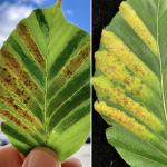 Interveinal banding and early senescence caused by beech leaf disease on a European beech (Fagus sylvatica). Photo by N. Brazee