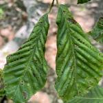 Symptoms of beech leaf disease (banding, cupping and distortion) and beech anthracnose (brown, intraveinal spots/blotches) on an American beech (Fagus grandifolia). Photo by N. Brazee