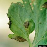 Alternaria leaf spot on tomato. Photo: Clemson University, USDA Cooperative Extension Slide Series, Bugwood.org