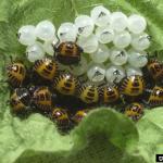 Brown marmorated stink bug nymphs. Photo: D. R. Lance, USDA APHIS PPQ, Bugwood.org