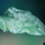 Powdery mildew on tomato. Photo: G. Holmes, Strawberry Center, Cal Poly San Luis Obispo, Bugwood.org