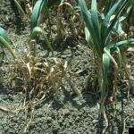 Symptoms of garlic bloat nematode in the field. Photo: E. Kurtz, Bugwood.org