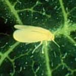 Fig 1. Adult silverleaf whitefly