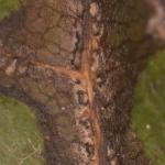 Spore-bearing structures (known as acervuli) produced by Apiognomonia veneta along the primary leaf veins on an American sycamore (Platanus occidentalis). Photo by N. Brazee