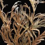 Brown, desiccated needles of a Green Giant arborvitae (Thuja plicata x standishii) due to arborvitae needle blight. 