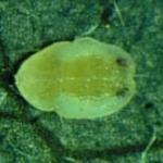 Fig 3. Silverleaf whitefly pupa