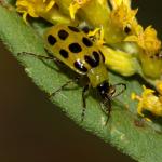 Spotted cucumber beetle. Photo: S. Ellis, Bugwood.org