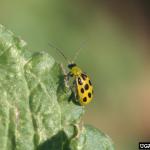 Spotted cucumber beetle. Photo: W. Cranshaw, Colorado State University, Bugwood.org